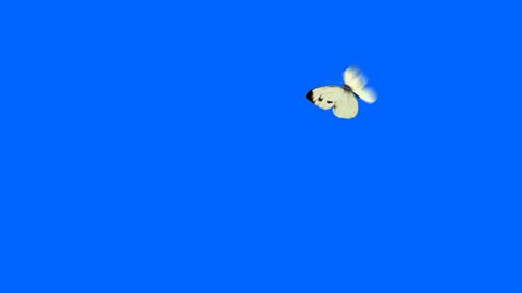 White Butterfly Cabbage Flying on a Blue Background. Two Beautiful 3d Animations. In 2nd the butterfly flies not so close to the camera 