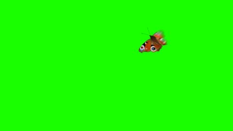 Peacock Butterfly Flies on a Green Background. Two Beautiful 3d Animations. In 2nd the butterfly flies not so close to the camera 