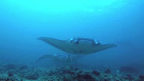 Very close group of Manta Rays swimming on a cleaning station in the Maldives. Includes five different video sequences!