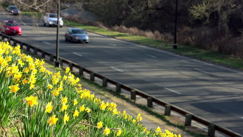 Spring Daffodils blooming near Rock Creek Parkway with moving car traffic on the background in Washington DC, USA
