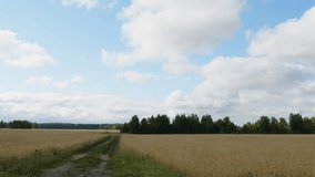 Ripe wheat landscape in sky with clouds on edge of the forest