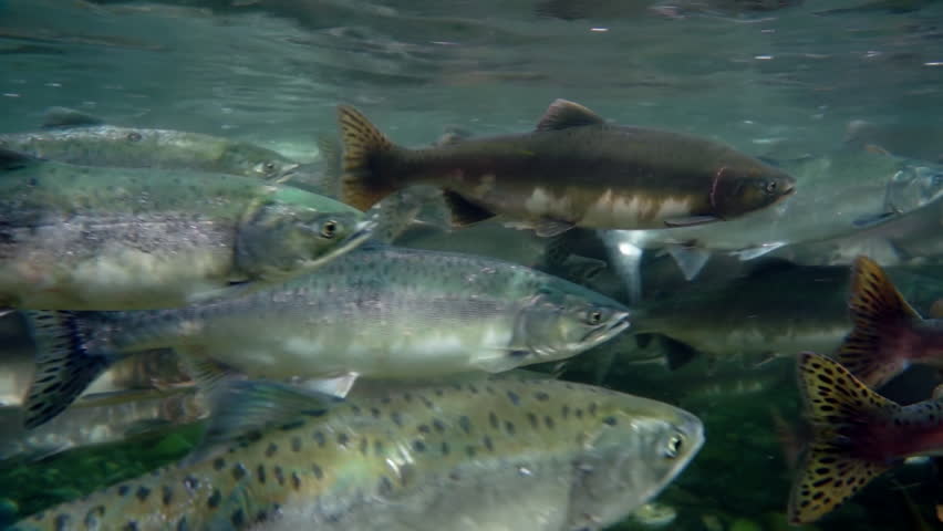 Close-up school of salmon fish underwater in sea. Salmonidae Oncorhynchus gorbuscha game-fish in clear transparent water of Sea of Okhotsk.