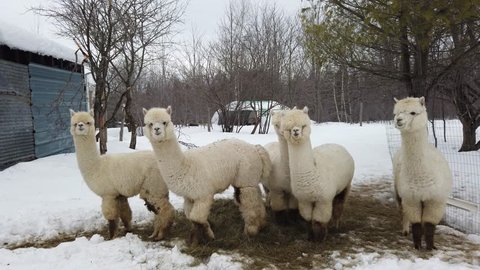 group of male alpacas and one move towards camera in winter time
