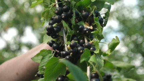 man's hand collects tasty currants. black ripe juicy currants in the garden, a large sweet currant berry. he blackcurrant harvest is collected by farmer. Tasty berry on the branch.
