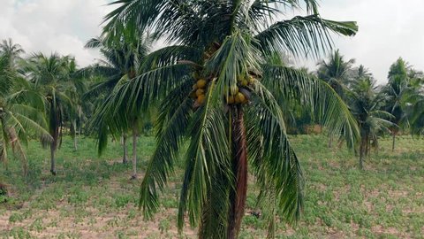 close up wind shakes lightly beautiful palmtree leaves with yellow mature coconuts among pictorial tropical nature