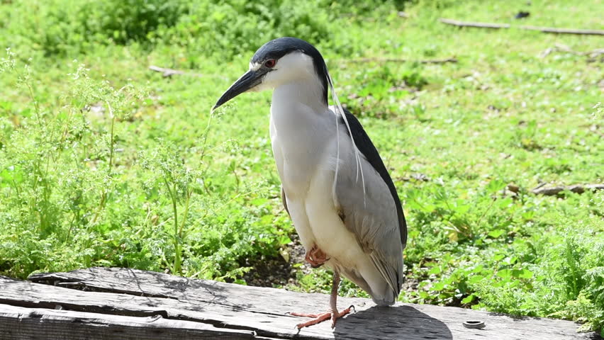 HD Video of one Black crowned night heron on a wooden railing with grass in background,  preening feathers. 