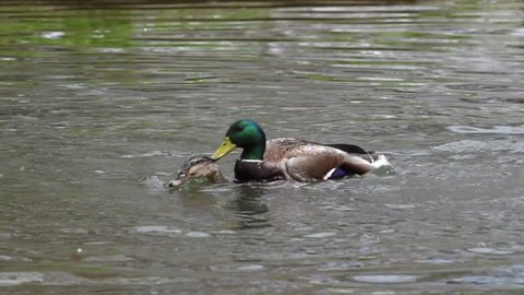 HD Video mallard ducks, male and female, swimming, male holding females head under water while he attempts to copulate with her. The mallard is a common dabbling duck.