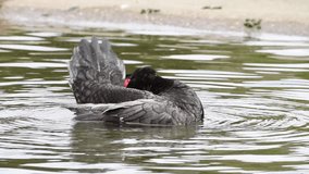 HD Video of a Muscovy Ducks (Cairina moschata) swimming in a pond in a local park. The domestic breed, Cairina moschata domestica, is commonly known in Spanish as the pato criollo.