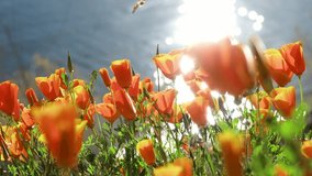 4K Video of lots of wild flower blossom at Diamond Valley Lake, California