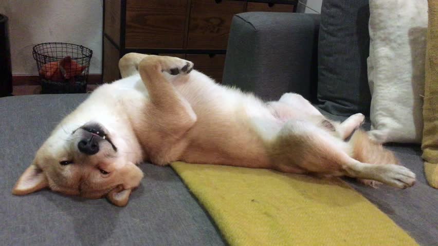 Cute Lazy Shiba Inu Dog Looking Directly at the Camera Laying on his Back On a Comfy Couch