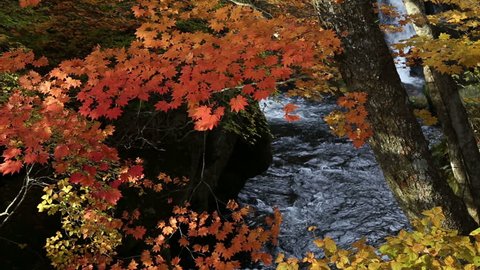 Waterfall in autumn forest colorful maple and beech tree in Japan
