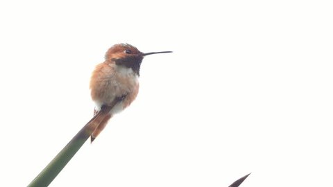 4K video of Magnificent hummingbird sitting on the tree, photo taken at Los Angeles