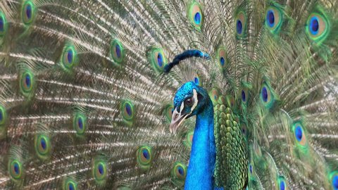 feathers of tropical peacock bird stock footage video 100 royalty free 1052838497 shutterstock