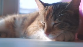 cat sleeping concept. the cat is sleeping lifestyle on the window the sunlight with the window is a cute video