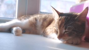 cat sleeping concept. the cat is sleeping on the window the sunlight with the window is lifestyle a cute video