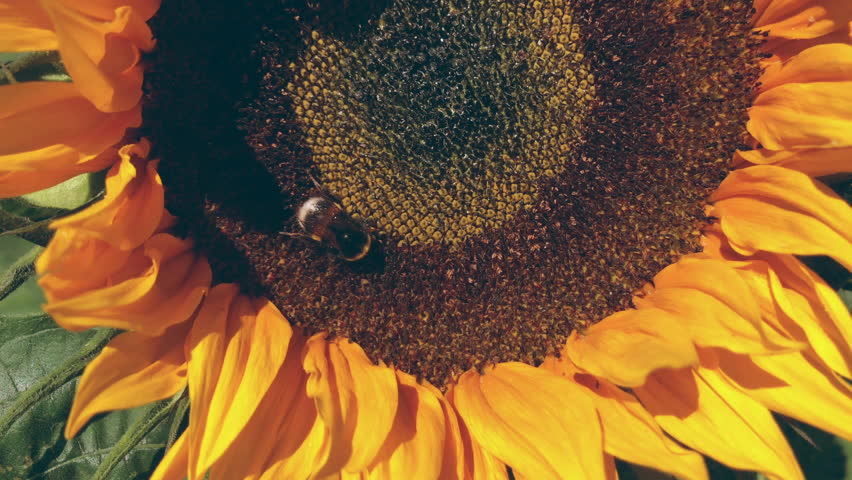 Sunflower with a big bumble bee on it.