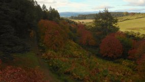 Drone video of beautiful colours in autumn of woodland trees and a path with a runner and his dog with views of distant forests and hills and mountains
