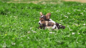Two lovely puppy corgi dog playing in nature meadow, cute little playful young dog running in the grass at springtime with bloom flowers. adorable pets outdoor in nature slow-motion clip
