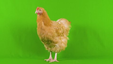 Chicken on green screen turns in circles showing all it's feathers