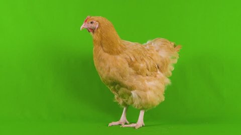 Chicken on green screen nervously looks around and behind, as if paranoid