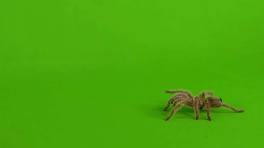 Wide shot of a brown tarantula walking across a green screen Royalty-Free Stock Footage #1026550181