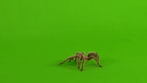 Wide shot of a brown tarantula walking across a green screen