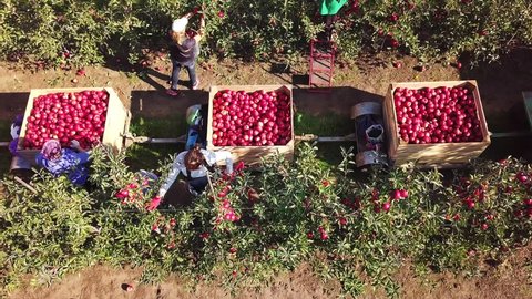 VINNITSA, UKRAINE - MAY 2018: Workers picking up red apples and putting them into crates in the garden in autumn. Three big crates full of apples and females picking fruits from trees. Aerial view