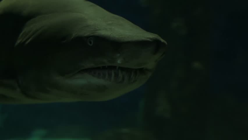 toothy shark