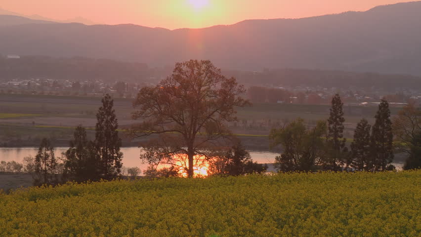 Sunset and Rape blossom field, Iiyama city, Nagano prefecture, Japan

