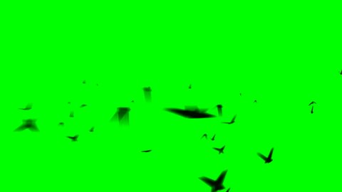 WILDLIFE black animal design seagull flying on Green screen Slow motion shot of pigeons flying on green screen and on white isolated on a green background in studio shot background flying butterflies