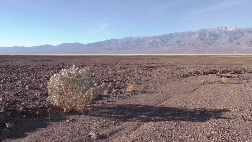 Desert Death Valley National Park Day Dried Dead Shrub Plant Basin Valley Floor Pan