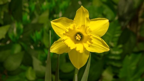 4K timelapse daffodil (narcissus) flowers blooming flourishing on natural background