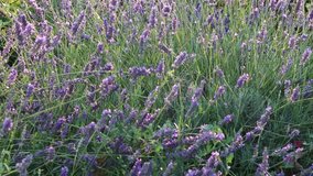 Purple flowers of lavender in sunset light