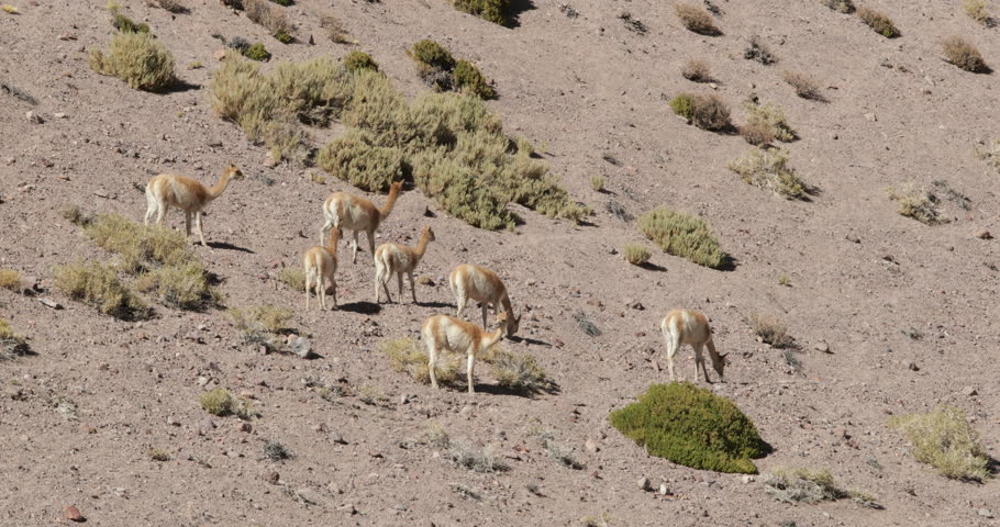 Group of Vicuñas, protected mammals vicugna vicugna, walking and eating at dry steppe with golden grasses. Antofagasta de la Sierra, Catamarca, Argentina. Excursion to Galan Volcano