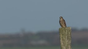 A pretty hunting Kestrel (Falco tinnunculus) perched on a wooden post.