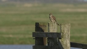 A pretty hunting Kestrel (Falco tinnunculus) perched on a wooden post.
