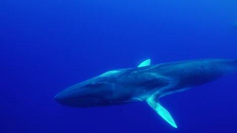 Three large fin whales, balaenoptera physalus, swim close past the camera, Atlantic Ocean, Pico Island, The Azores, Portugal.