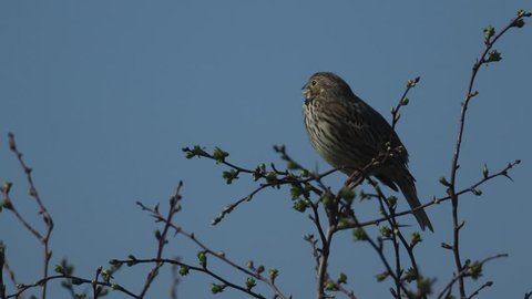 A singing Corn Bunting, Emberiza calandra, perched on a branch of a Hawthorn tree. It looks around and then fly's.