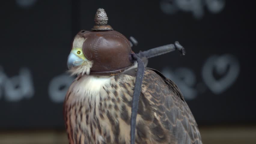A Lanner Falcon being held by its owner with a hood on