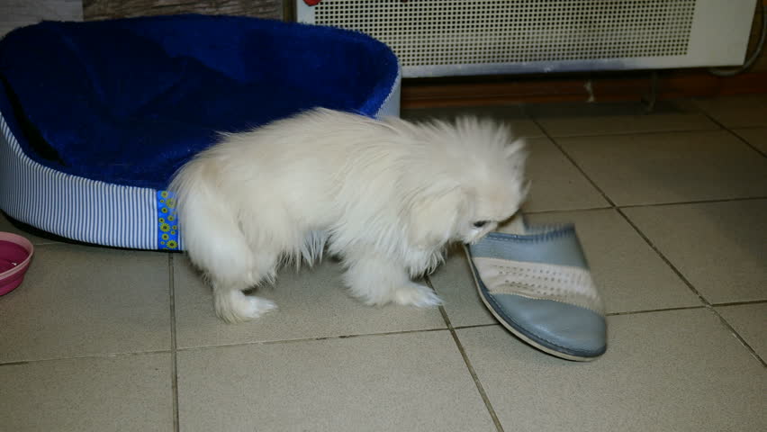 pekingese shoes