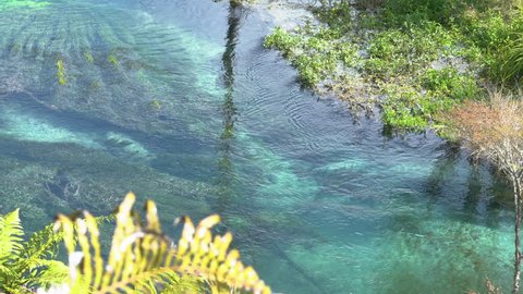 Point of view: watching a small fish swim in the pristine glowing blue waters. Blue Spring Putaruru. New Zealand. closer shot.
