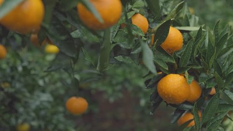 Scenic footage from an orchard of oranges in Cheonjeyeon on the island of Jeju of South Korea.