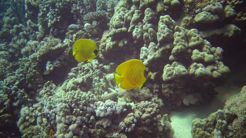 Masked butterflyfish (Chaetodon semilarvatus), fish slowly swims over a coral reef. Red Sea, Abu Dubb. Egypt