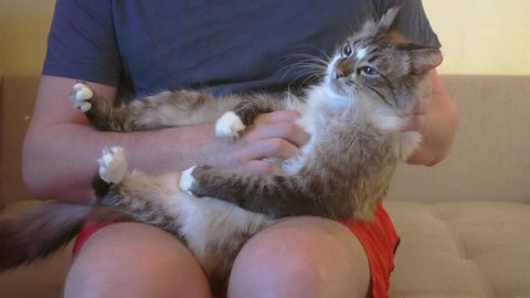 adult funny fluffy cat in the hands of the owner