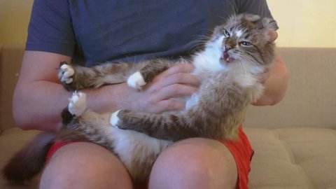 funny fluffy cat is resting lying on the hands of the owner