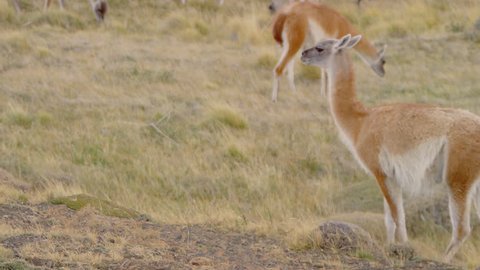 Scenic footage of Guanaco from Torres del Paine, Chile.