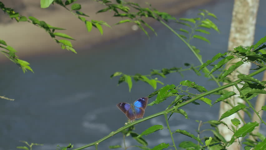 Scenic footage from Iguazu Falls in Argentina.