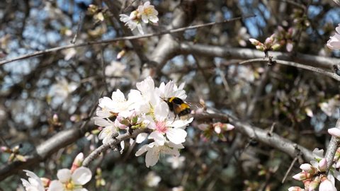 a bumblebee sucks nectar and pollen from a cherry tree. Spring has begun,. Gargano National Park, Apulia, Italy