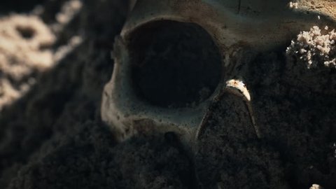 Human skull partially buried. Apocalyptic and uncovered remains concept.