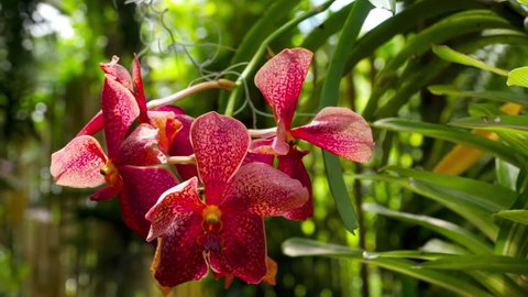 Beautiful stem of vibrant tiger colored orchid flowers